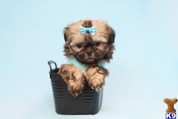 lvpuppyheaven Picture 3